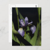 Intense blauwe vlag Iris-ventilator Briefkaart (Voorkant / Achterkant)