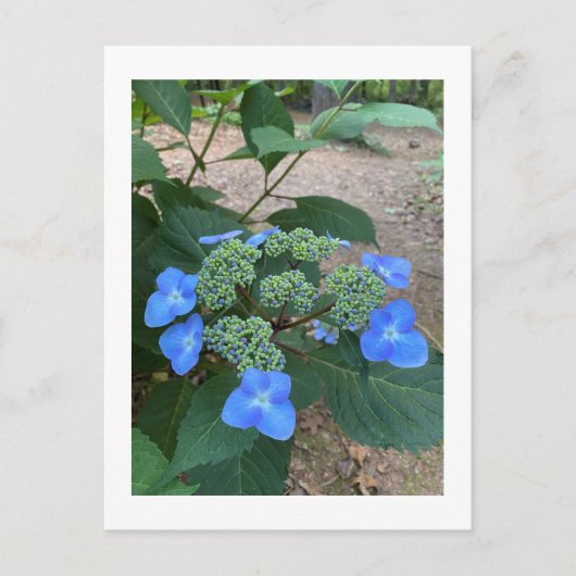 Intense Blue Lacecap Hydrangea Briefkaart (Voorkant)