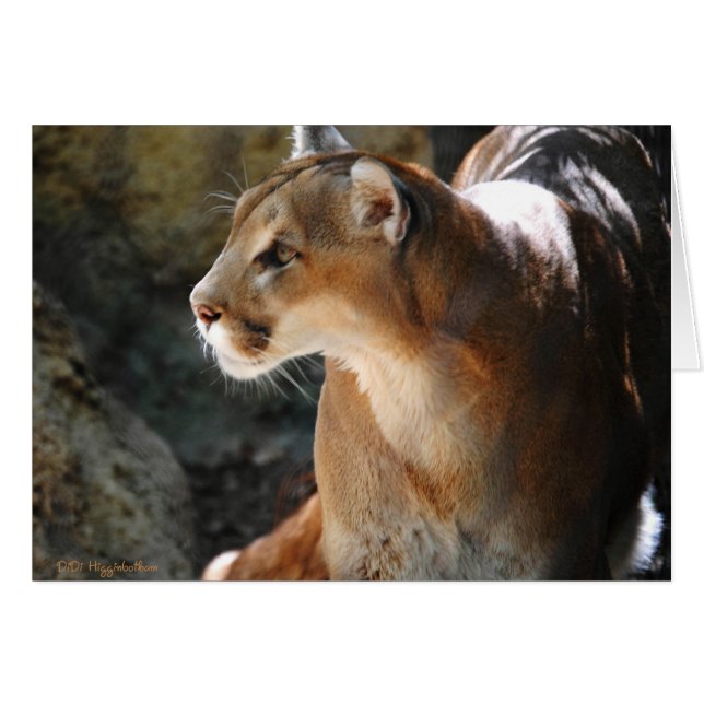 Intense Cougar (Voorkant Horizontaal)