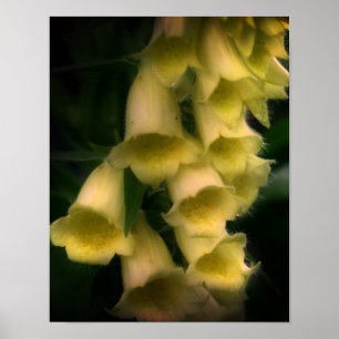 Intense Foxglove Flowers Poster