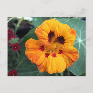 Intense Geel-Oranje Nasturtium Briefkaart