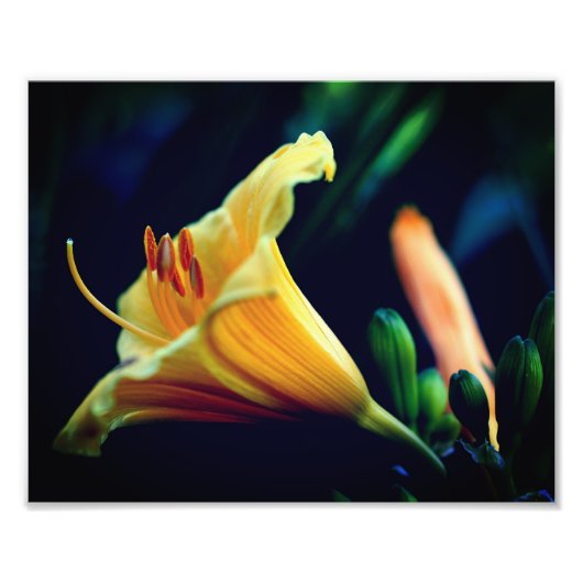 Intense gele lelie bloem 8x10 foto afdruk (Voorkant)