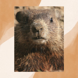 Intense Groundhog Close-up Wildlife Briefkaart