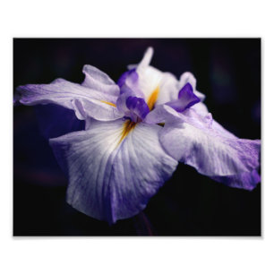 Intense Japanse Iris Flower Close Up 8x10 Foto Afdruk