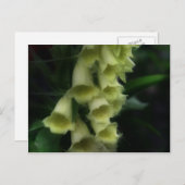 Intense oxyhandschoenen Bloem Briefkaart (Voorkant / Achterkant)