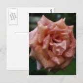 Intense perzikRoos in bloembloem Briefkaart (Voorkant / Achterkant)