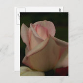 Intense Rosebud Flower Briefkaart (Voorkant / Achterkant)