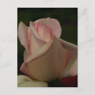 Intense Rosebud Flower Briefkaart