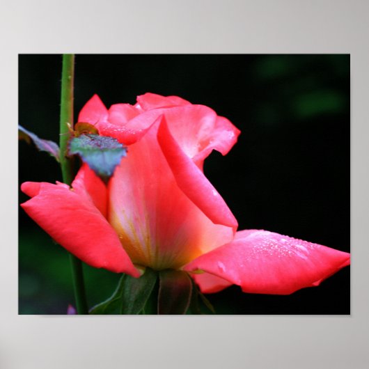 Intense roze rosebud en regendruppels poster (Voorkant)