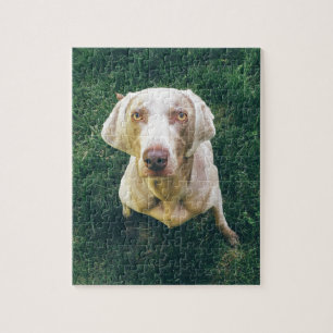 Intense Weimaraner Legpuzzel