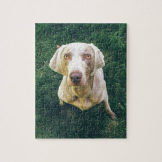 Intense Weimaraner Legpuzzel