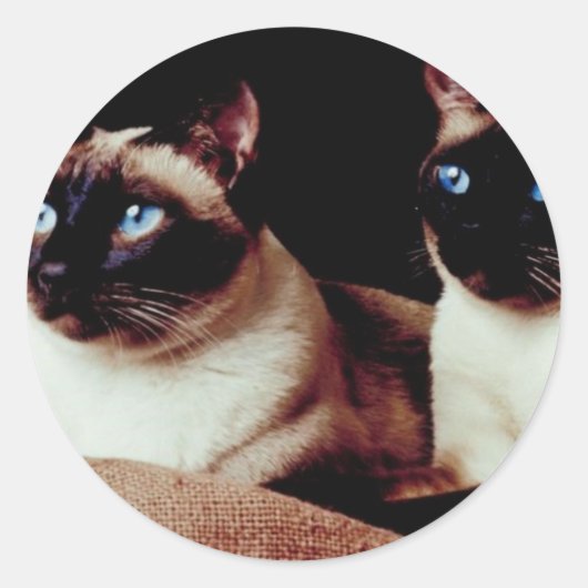 Intensieve katten ronde sticker (Voorkant)