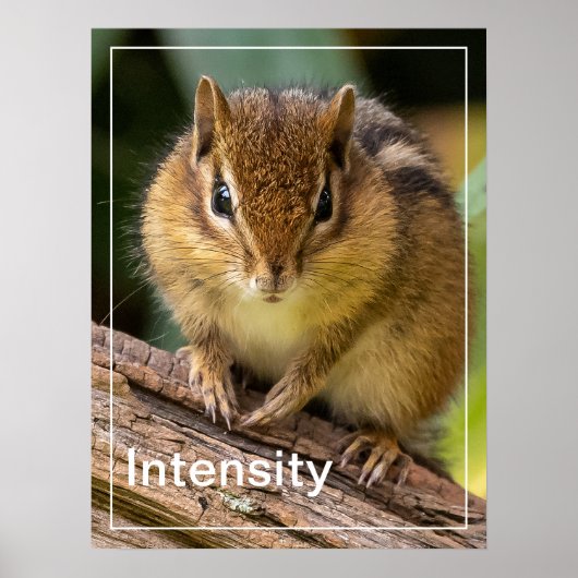Intensiteit Chipmunk Stare Poster (Voorkant)