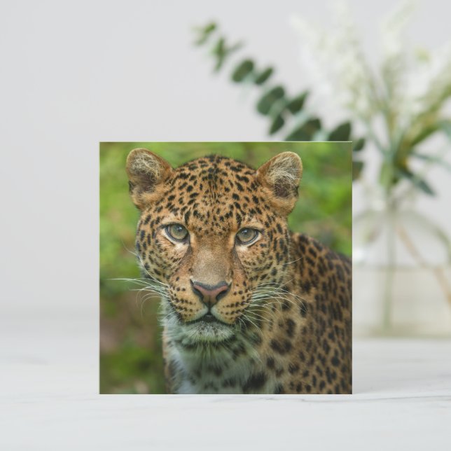Intensiteit van Jaguar (Staand voorkant)