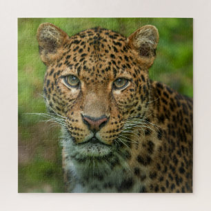 Intensiteit van Jaguar Legpuzzel