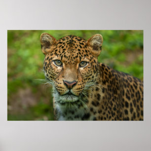 Intensiteit van Jaguar Poster