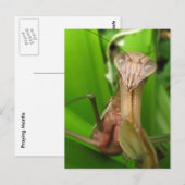 Intent Mantis ~ carte postale (Devant / Derrière)