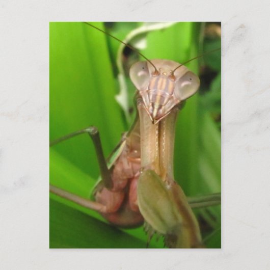 Intent Mantis ~ carte postale (Devant)