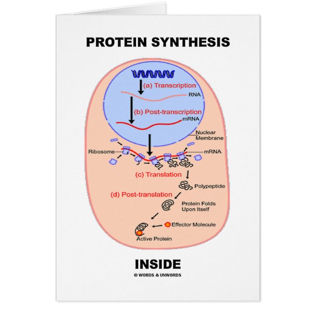 Intérieur de synthèse de protéine (diagramme de (Devant)