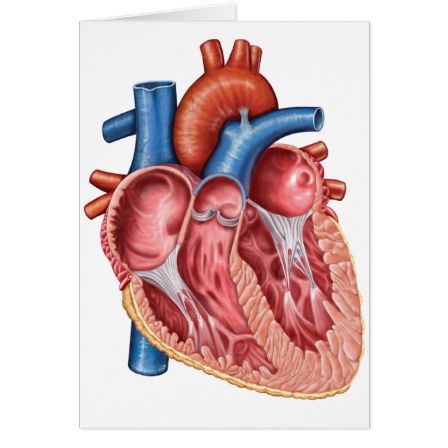 Intérieur Du Coeur Humain (Devant)