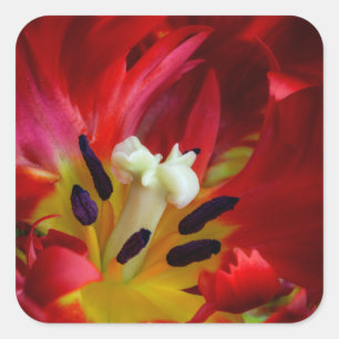 Interieur van papegaai tulp bloem vierkante sticker