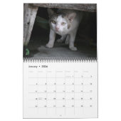 Internationale Cats Kalender (Jan 2026)