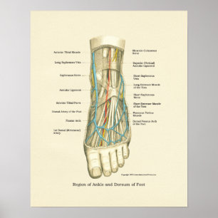 Interne anatomie-Poster voor voet en ankle Poster