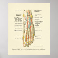 Interne anatomie-Poster voor voet en ankle