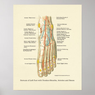 Interne anatomie-Poster voor voet en ankle Poster