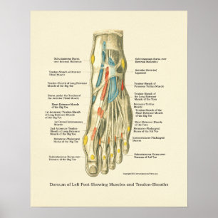 Interne anatomie-Poster voor voet en ankle Poster