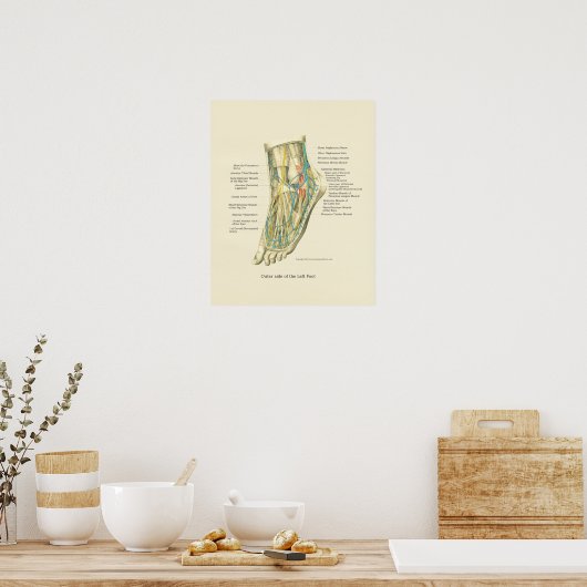Interne anatomie-Poster voor voet en ankle Poster (Keuken)