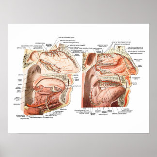 Interne anatomie van het menselijk gezicht poster