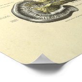 Interne anatomische pancreas van de mens poster (Hoek)