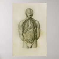 Interne orgaandonkerbrein anatomie Afdrukken