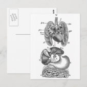 Interne organen briefkaart (Voorkant / Achterkant)