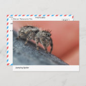Intrigerend Jumping Spider Close-Up Briefkaart (Voorkant / Achterkant)