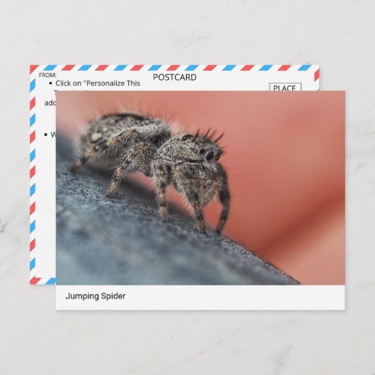 Intrigerend Jumping Spider Close-Up Briefkaart (Voorkant / Achterkant)