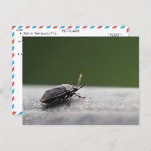 Intrigerende Macro Shot van een Stink Bug - Natuur Briefkaart