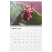 Intriguing Insects Calendar Kalender (Feb 2026)