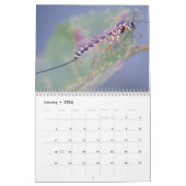 Intriguing Insects Calendar Kalender (Jan 2026)