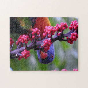 Invallen voor een snack - Rainbow Loriket Legpuzzel