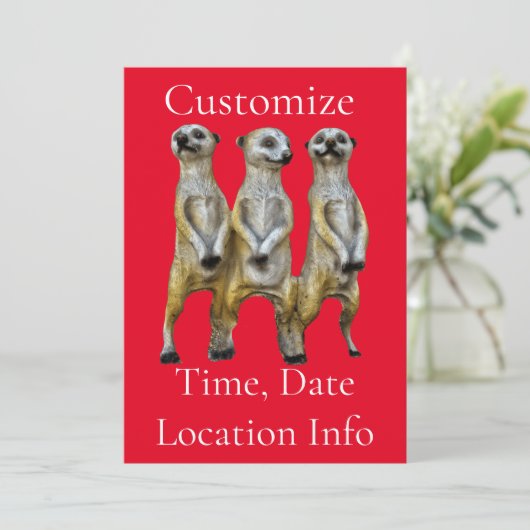Invitation 3 Meerkats debats Thunder_Cove (Debout devant)