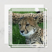 Invitation à guépards (Devant / Derrière)
