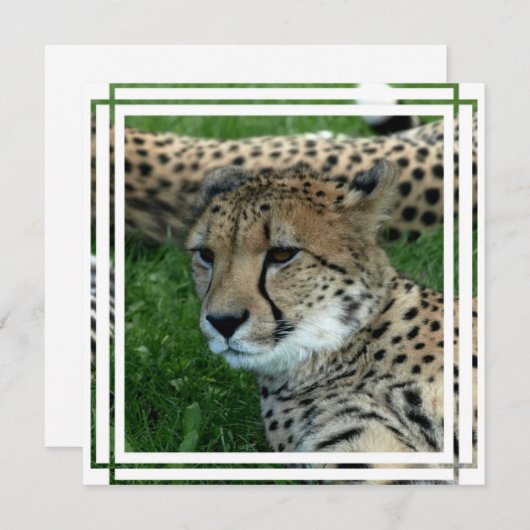 Invitation à guépards (Devant / Derrière)