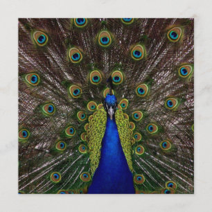 Invitation à l'épreuve de Pacock