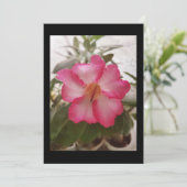 Invitation Adenium rose fleurs blanches fleurs florales natur (Debout devant)