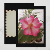 Invitation Adenium rose fleurs blanches fleurs florales natur (Devant / Derrière)