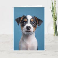 Adorable Jack Russell Terrier Portrait de chiot