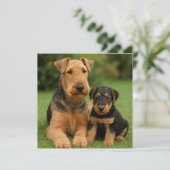 Invitation Airedale Terrier Avec Chiot (Debout devant)
