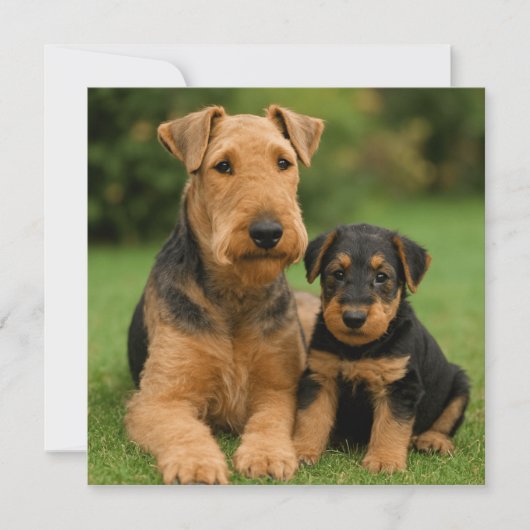 Invitation Airedale Terrier Avec Chiot (Devant)